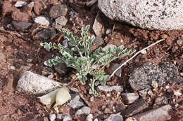 Image of Missouri milkvetch