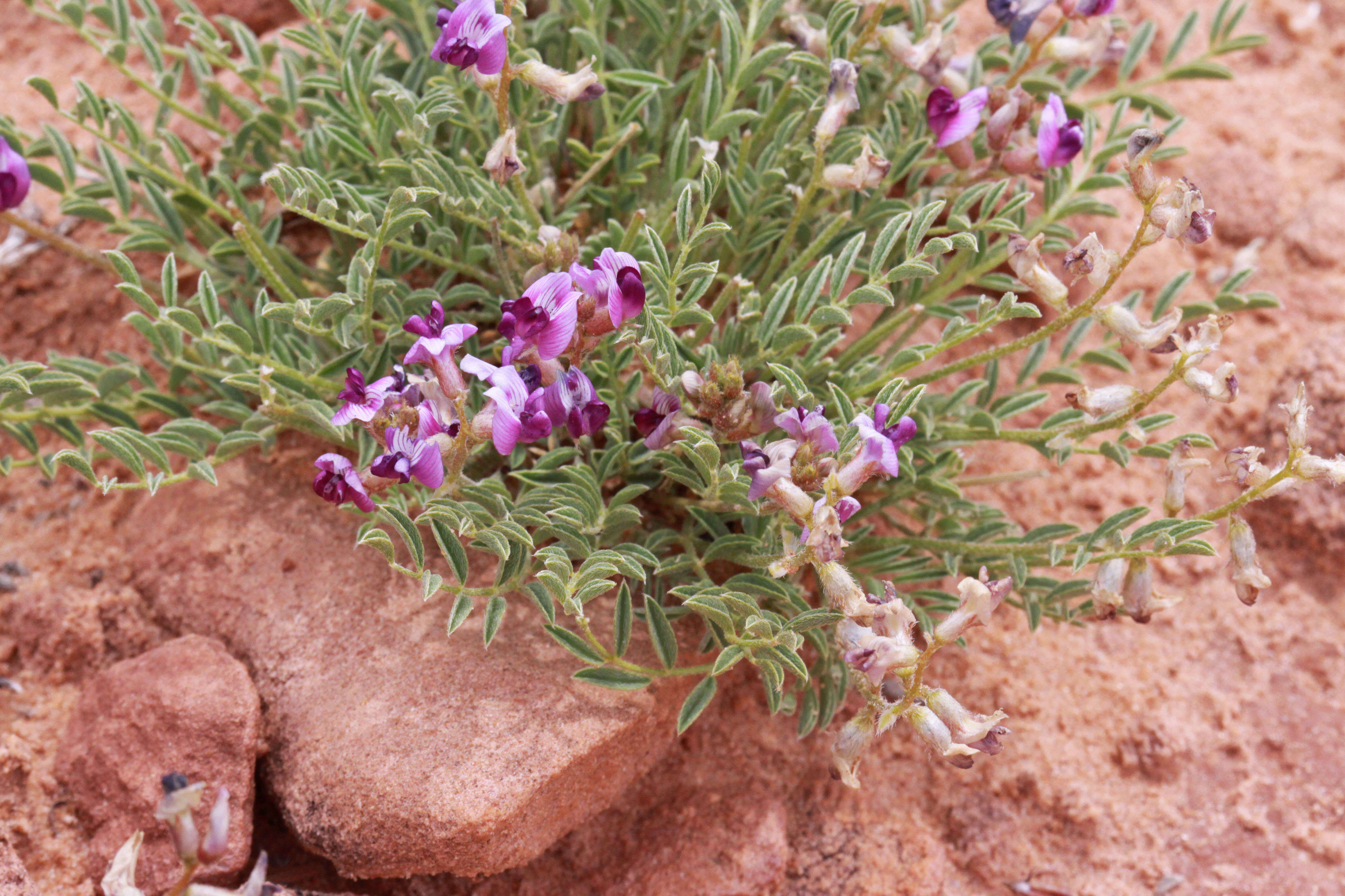 Image of rimrock milkvetch