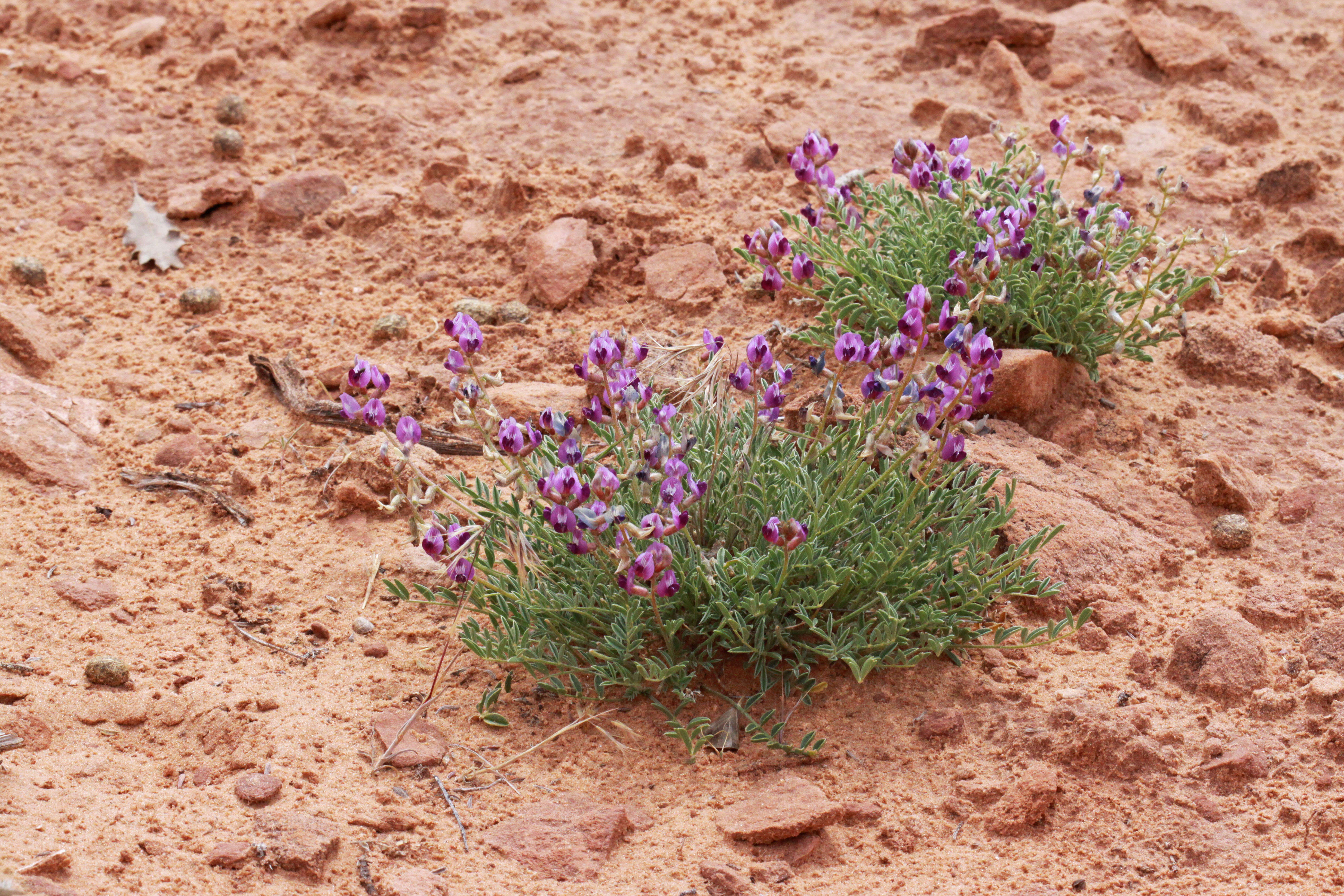 Image of rimrock milkvetch