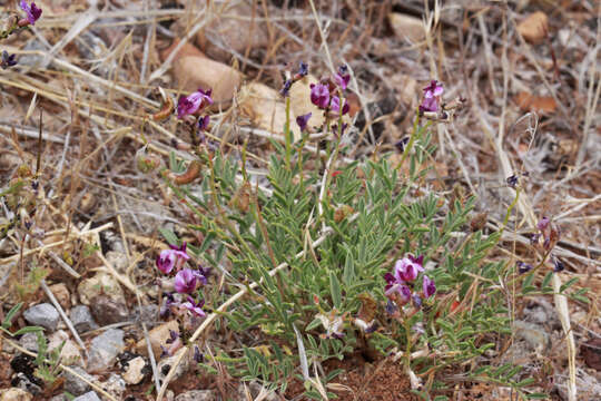 Image of rimrock milkvetch