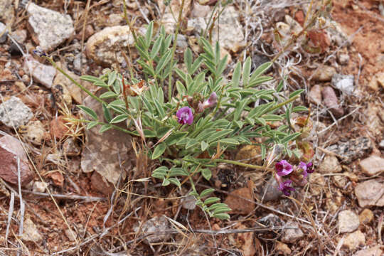 Image of rimrock milkvetch