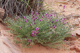 صورة Astragalus desperatus M. E. Jones