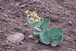 Image of pallid milkweed