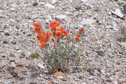 Image of gooseberryleaf globemallow