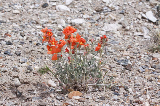 Imagem de Sphaeralcea grossulariifolia (Hook. & Arn.) Rydb.