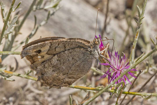 صورة Pseudochazara cingovskii Brown