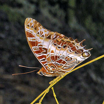 Charaxes pollux的圖片