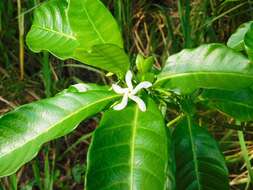 Sivun Tabernaemontana citrifolia L. kuva