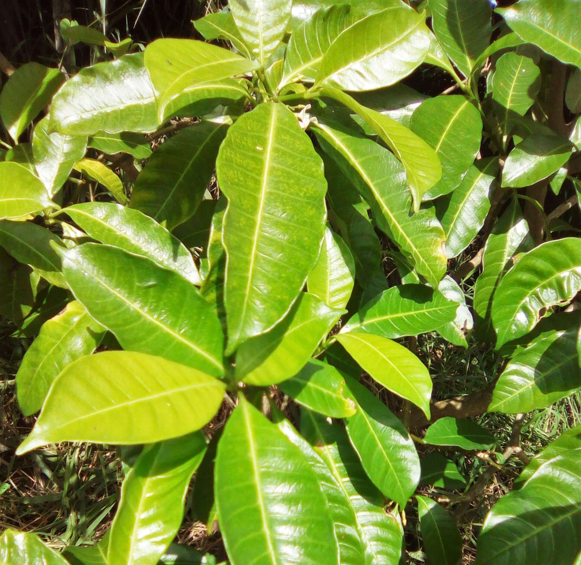 Sivun Tabernaemontana citrifolia L. kuva