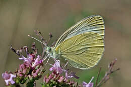 Image of Pieris ergane (Geyer 1828)