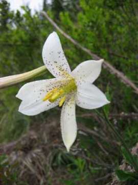 Image of Washington lily