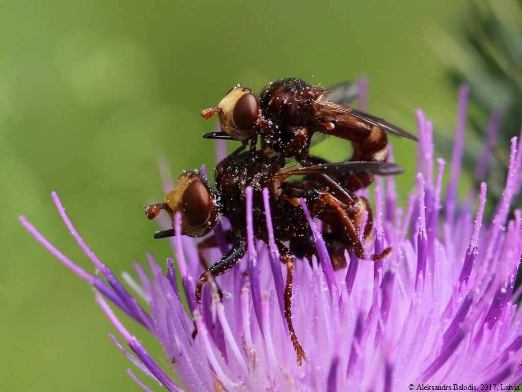 Image of Sicus ferrugineus (Linnaeus 1761)