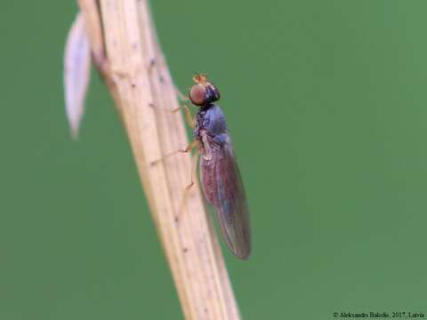 Image of Anthomyza gracilis Fallen 1823