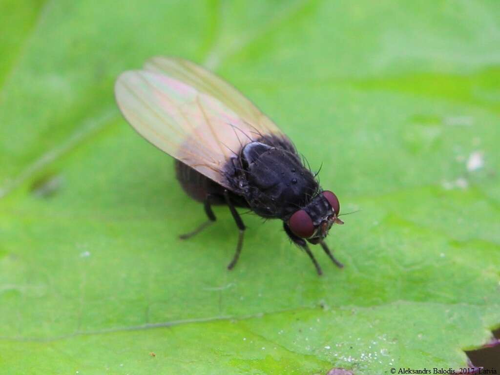 Image of Minettia longipennis (Fabricius 1794)