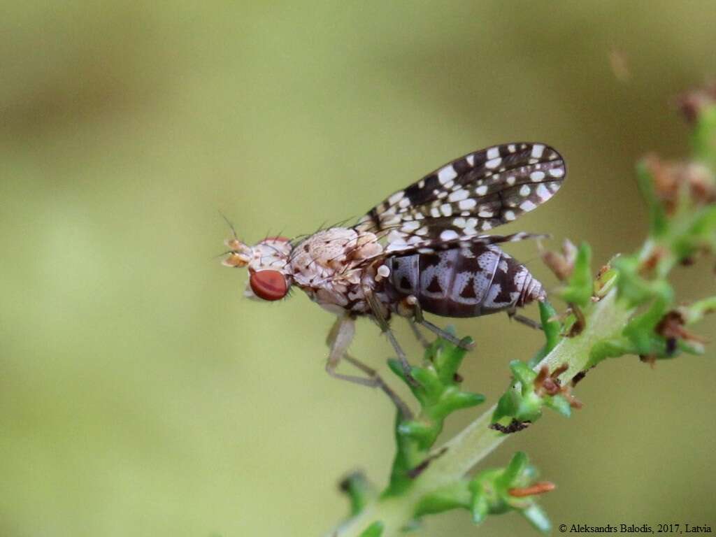 Image of Trypetoptera punctulata (Scopoli 1763)