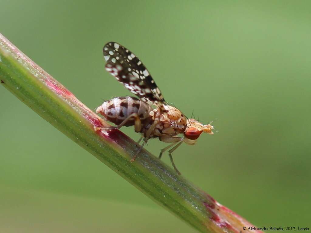 Image of Trypetoptera punctulata (Scopoli 1763)