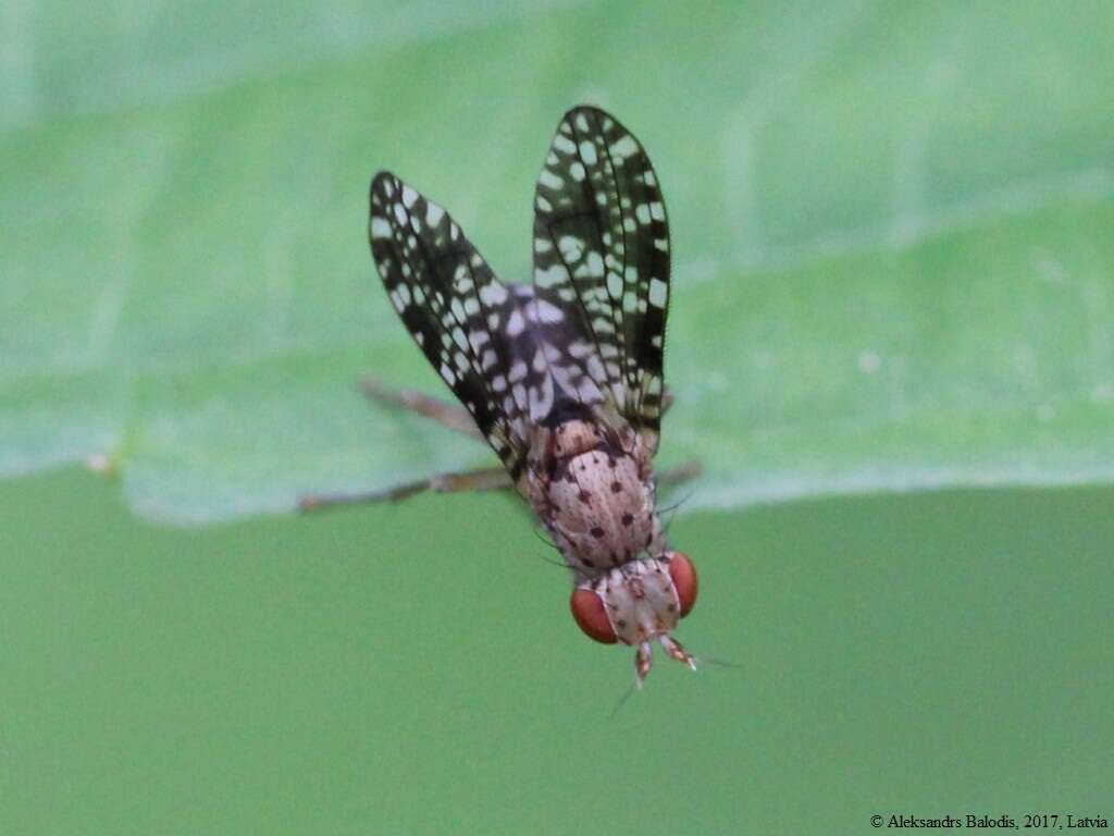 Image of Trypetoptera punctulata (Scopoli 1763)