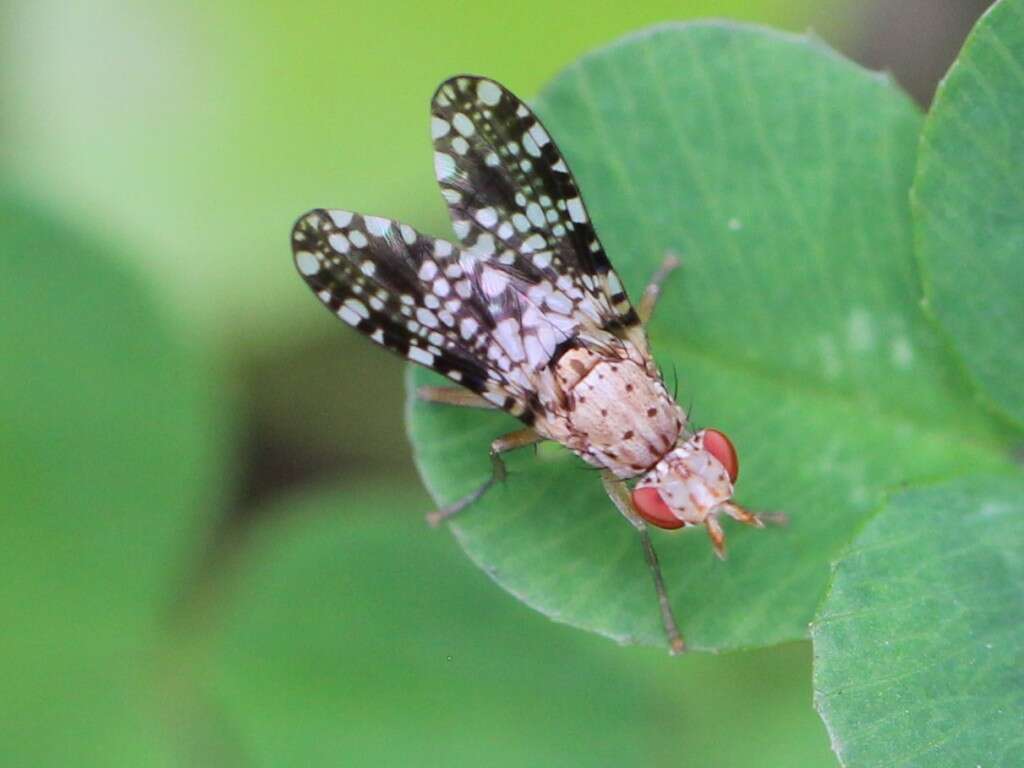 Image of Trypetoptera punctulata (Scopoli 1763)