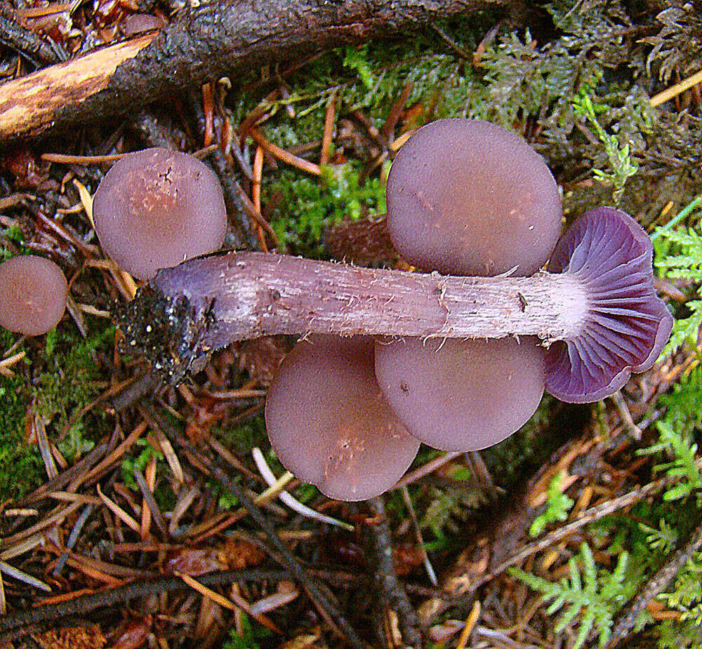 Image of Western Amethyst Deceiver