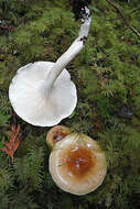 Sivun Hygrophorus bakerensis A. H. Sm. & Hesler 1942 kuva