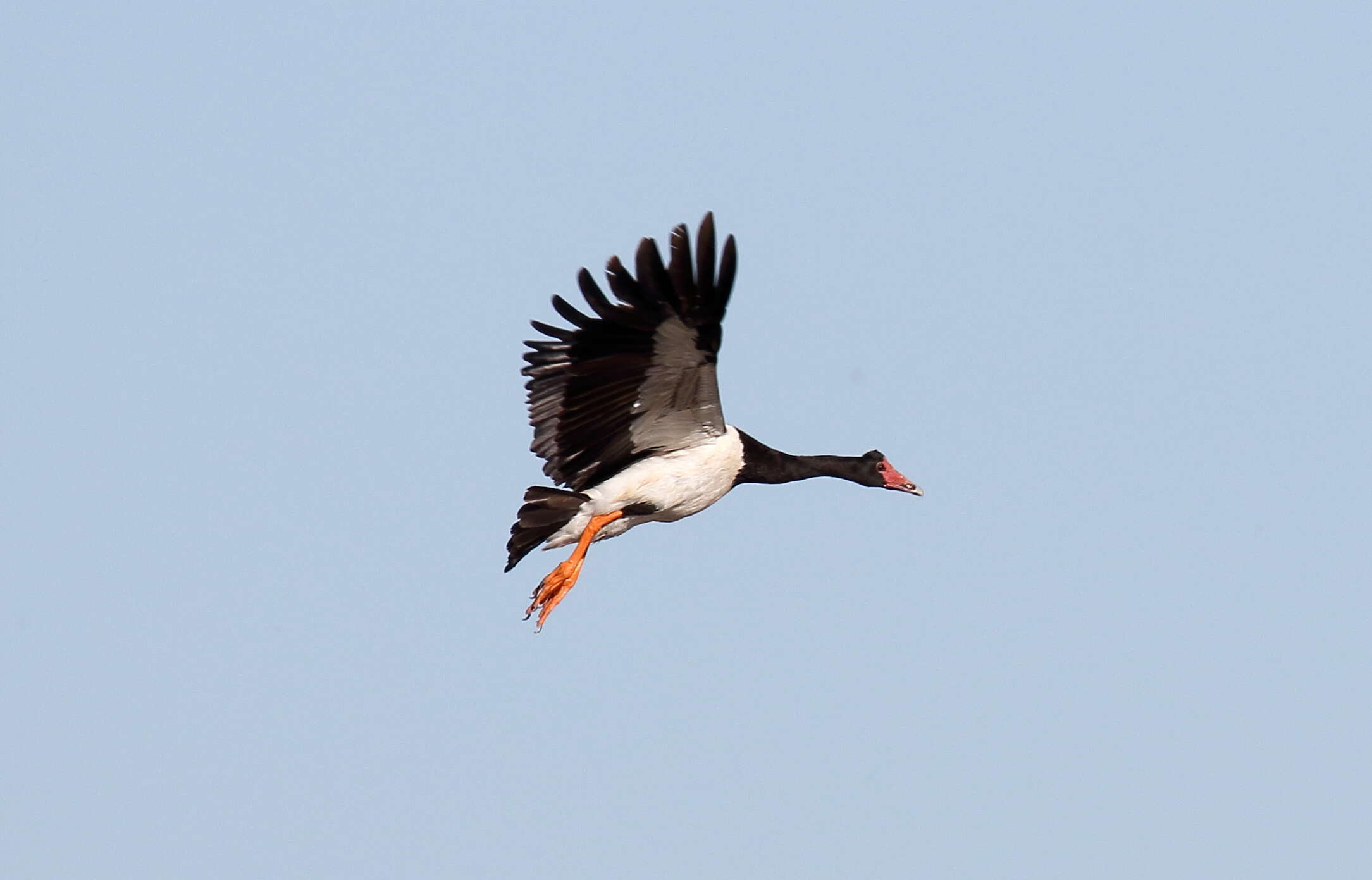 Image of magpie-goose