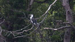 Image of Australian Pied Cormorant