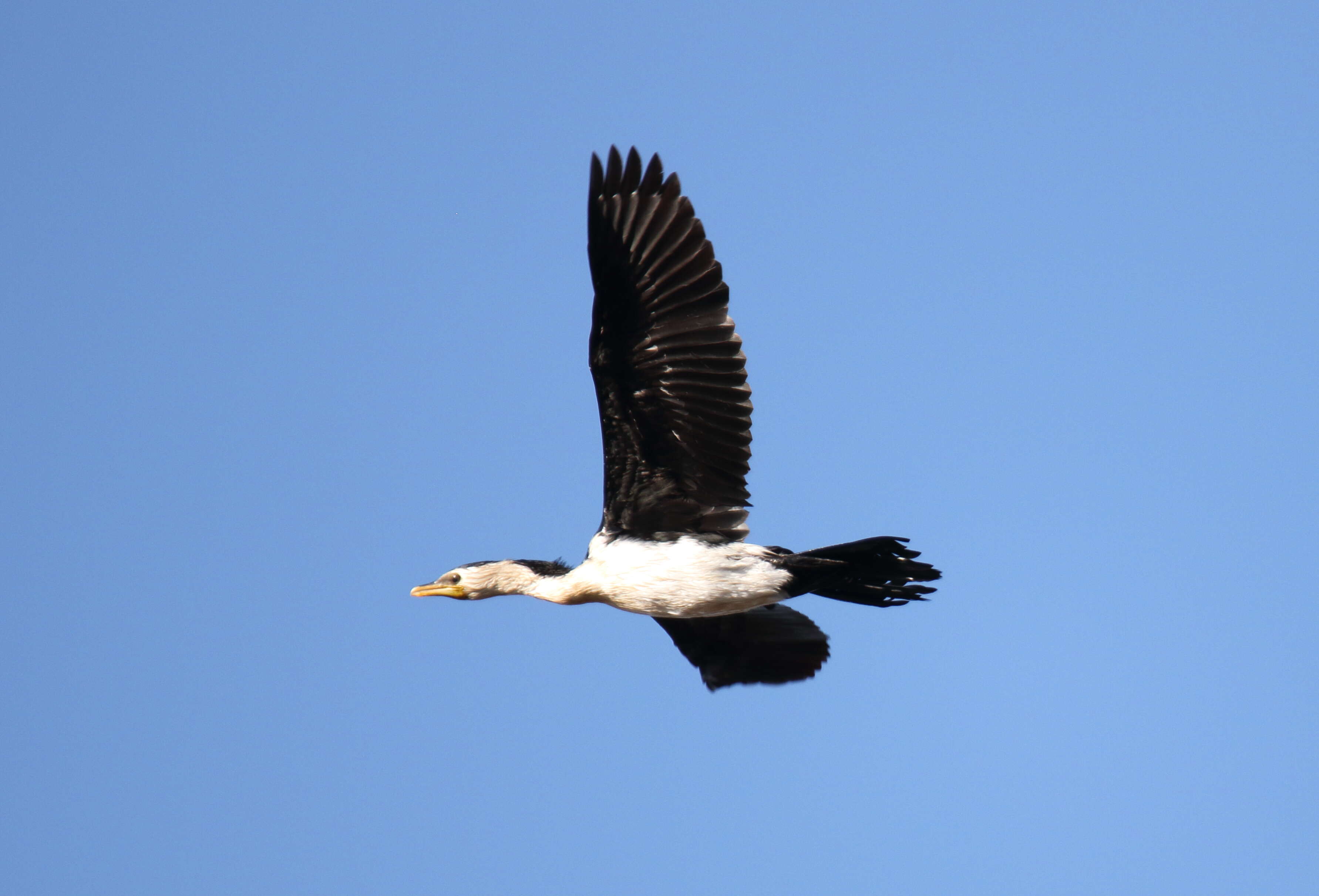 Image of Little Pied Cormorant