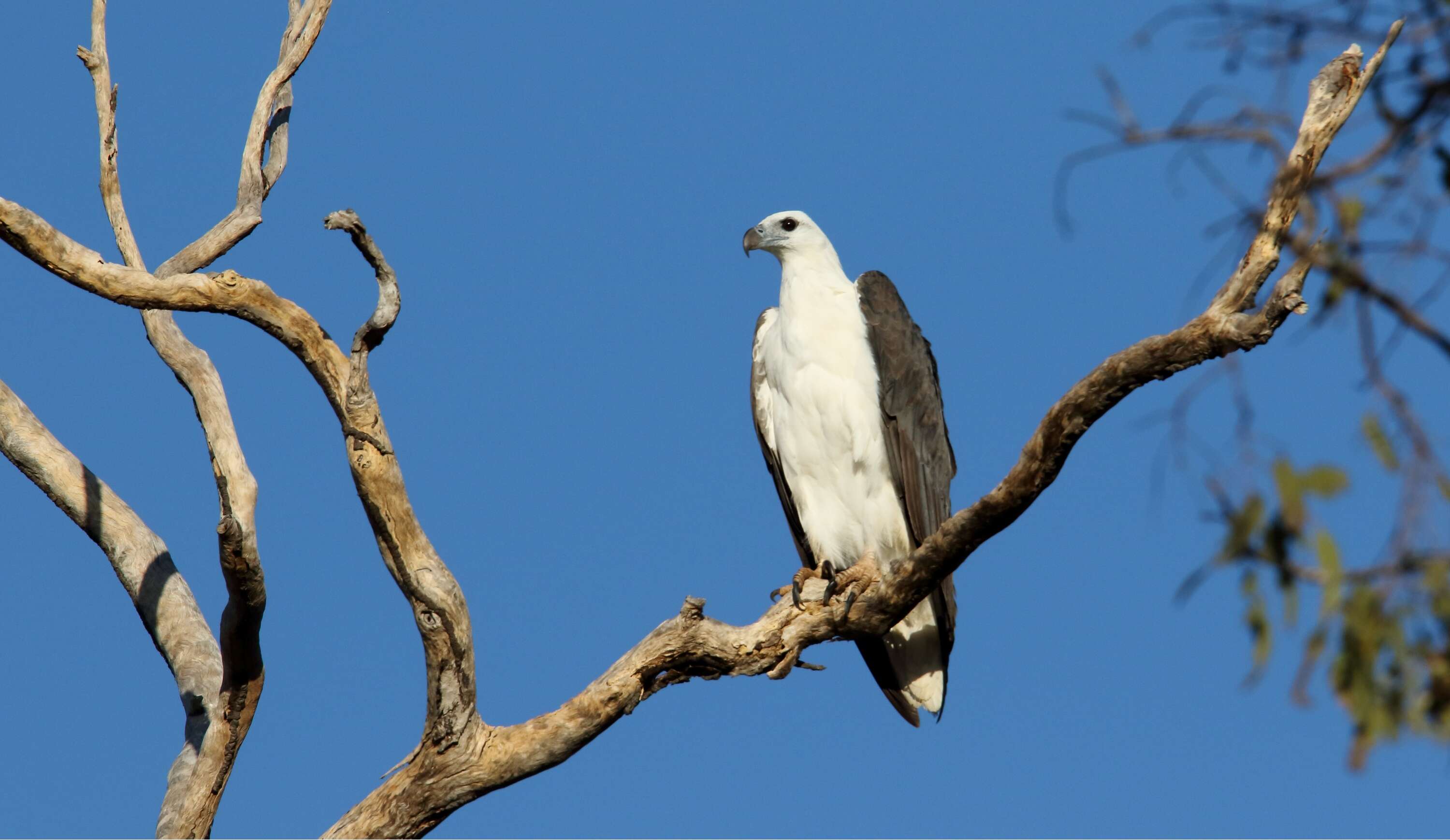 Image of White-bellied Sea Eagle