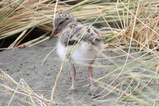 Image of Australian Pied Oystercatcher