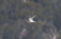 Image of Fairy Tern