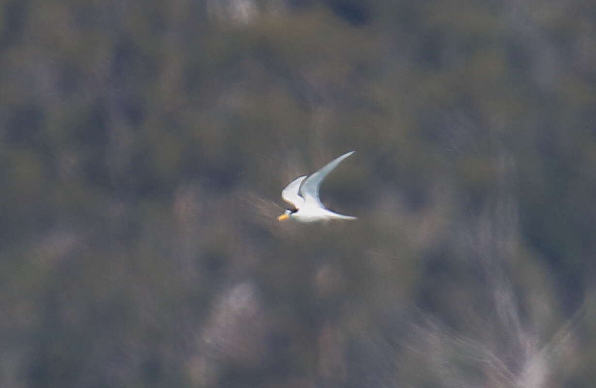 Image of Fairy Tern