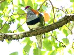 Image of Eastern Superb Fruit-dove