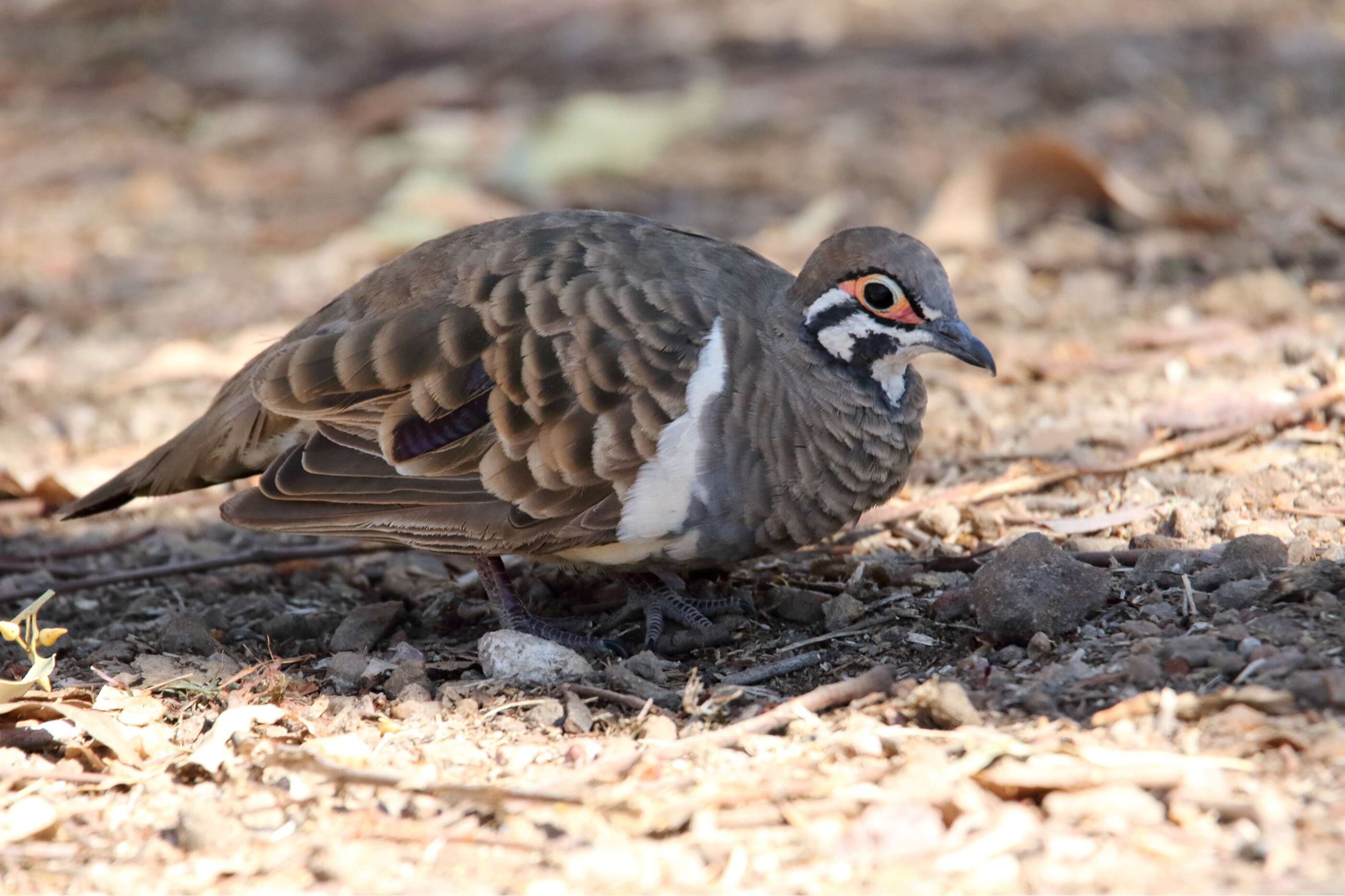 Image of Squatter Pigeon