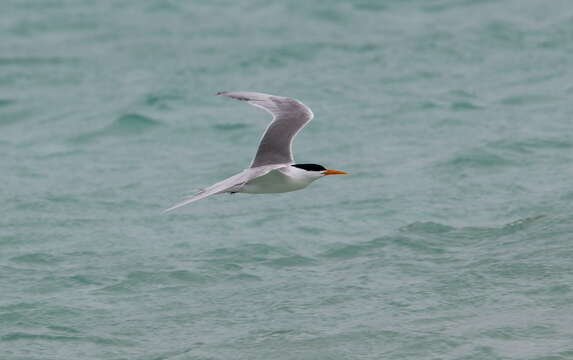 Image of Lesser Crested Tern