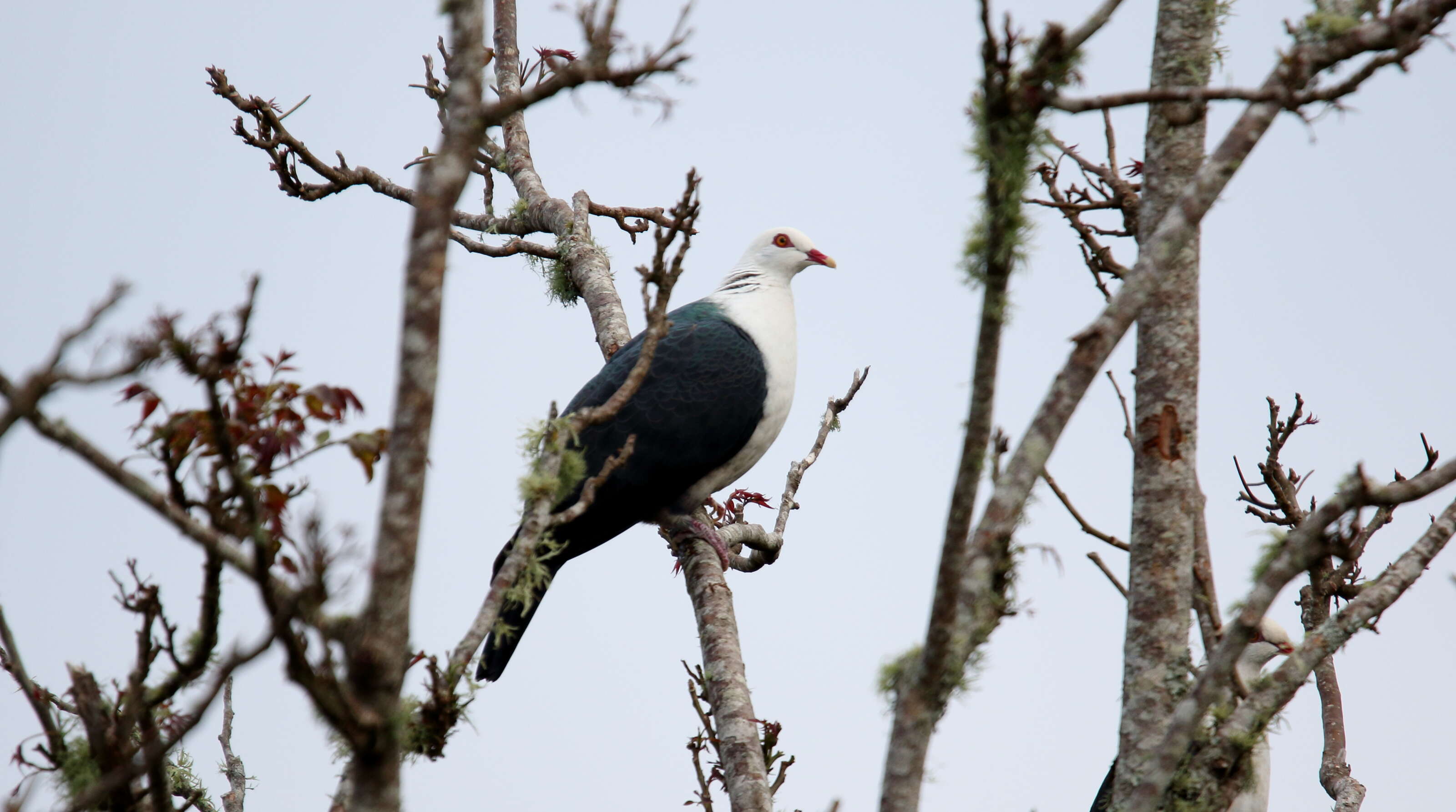 Image of White-headed Pigeon