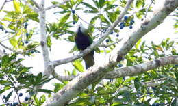 Image of Wompoo Fruit Dove