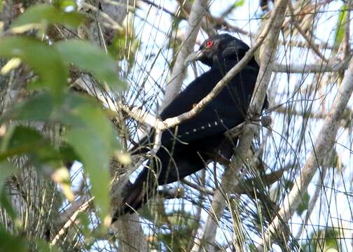 Image of Black-billed Koel