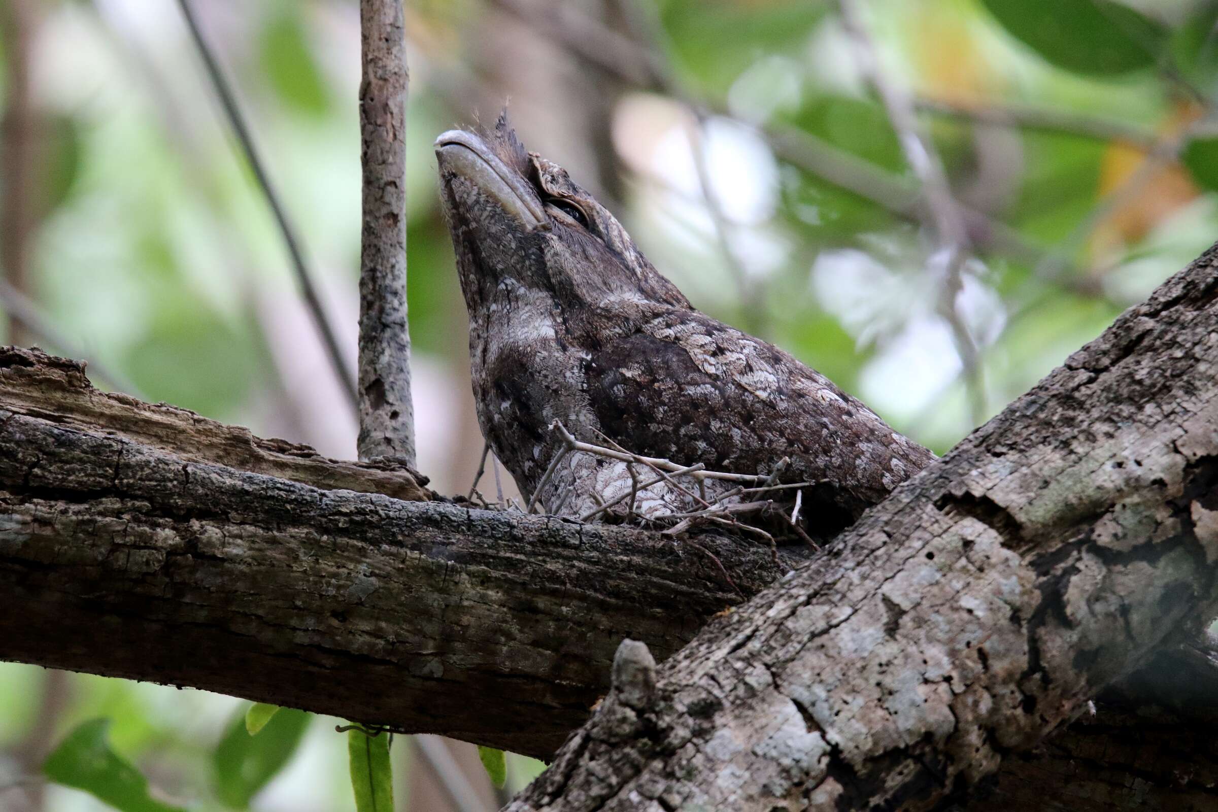 Image of Papuan Frogmouth