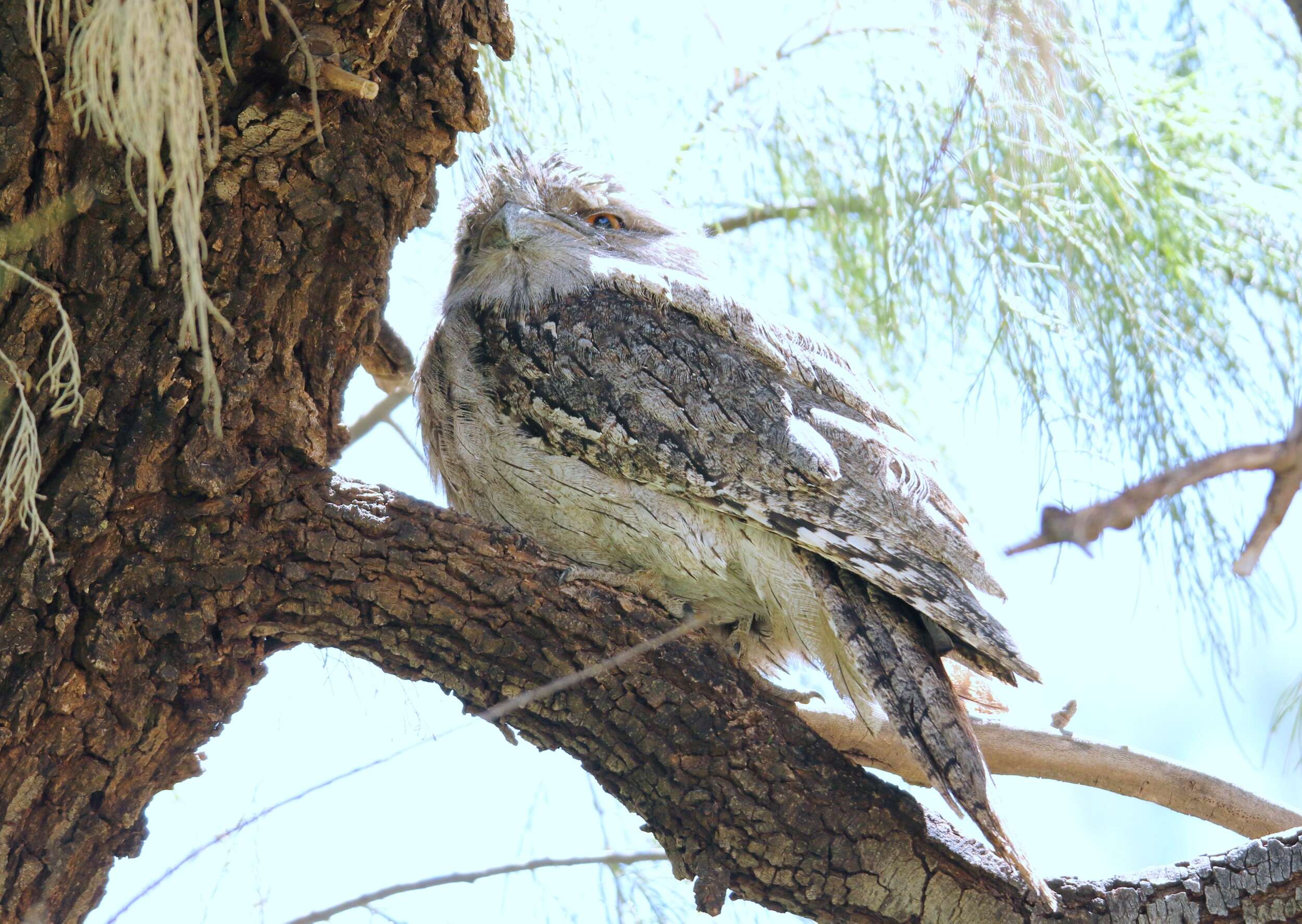 Image of Tawny Frogmouth