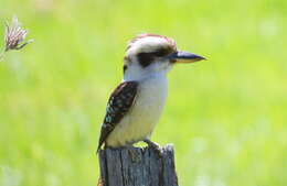 Image of Kookaburra