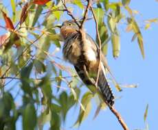 Image of Fan-tailed Cuckoo