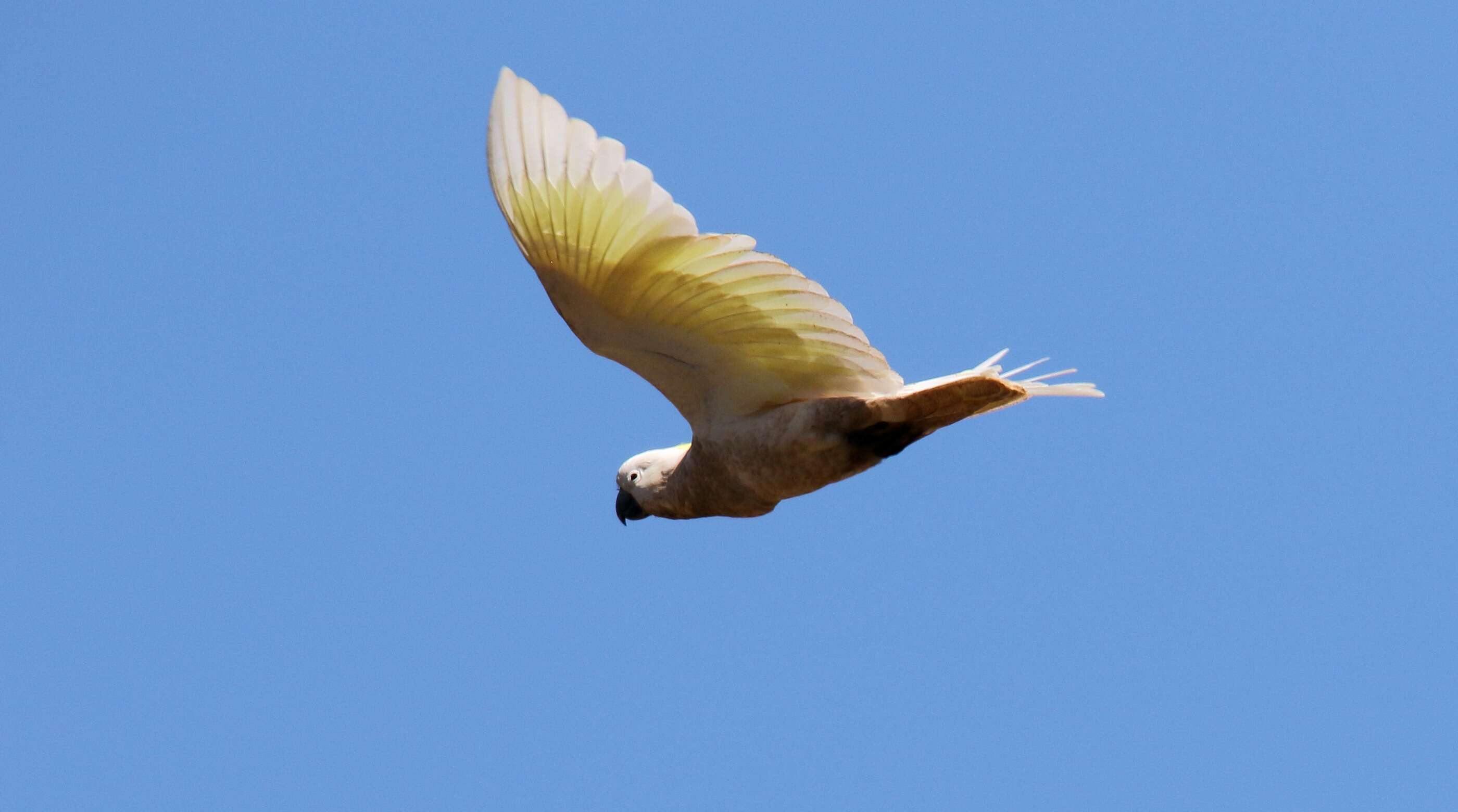 Image of Sulphur-crested Cockatoo