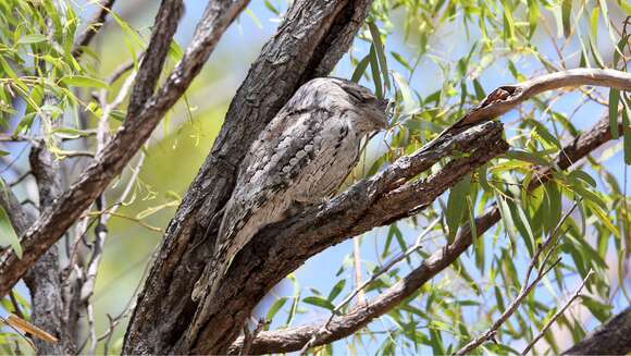 Image of Tawny Frogmouth