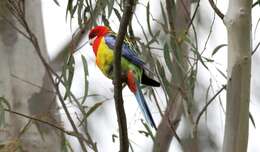 Image of Eastern Rosella