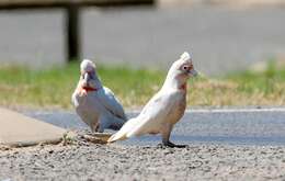 Image of Long-billed Corella