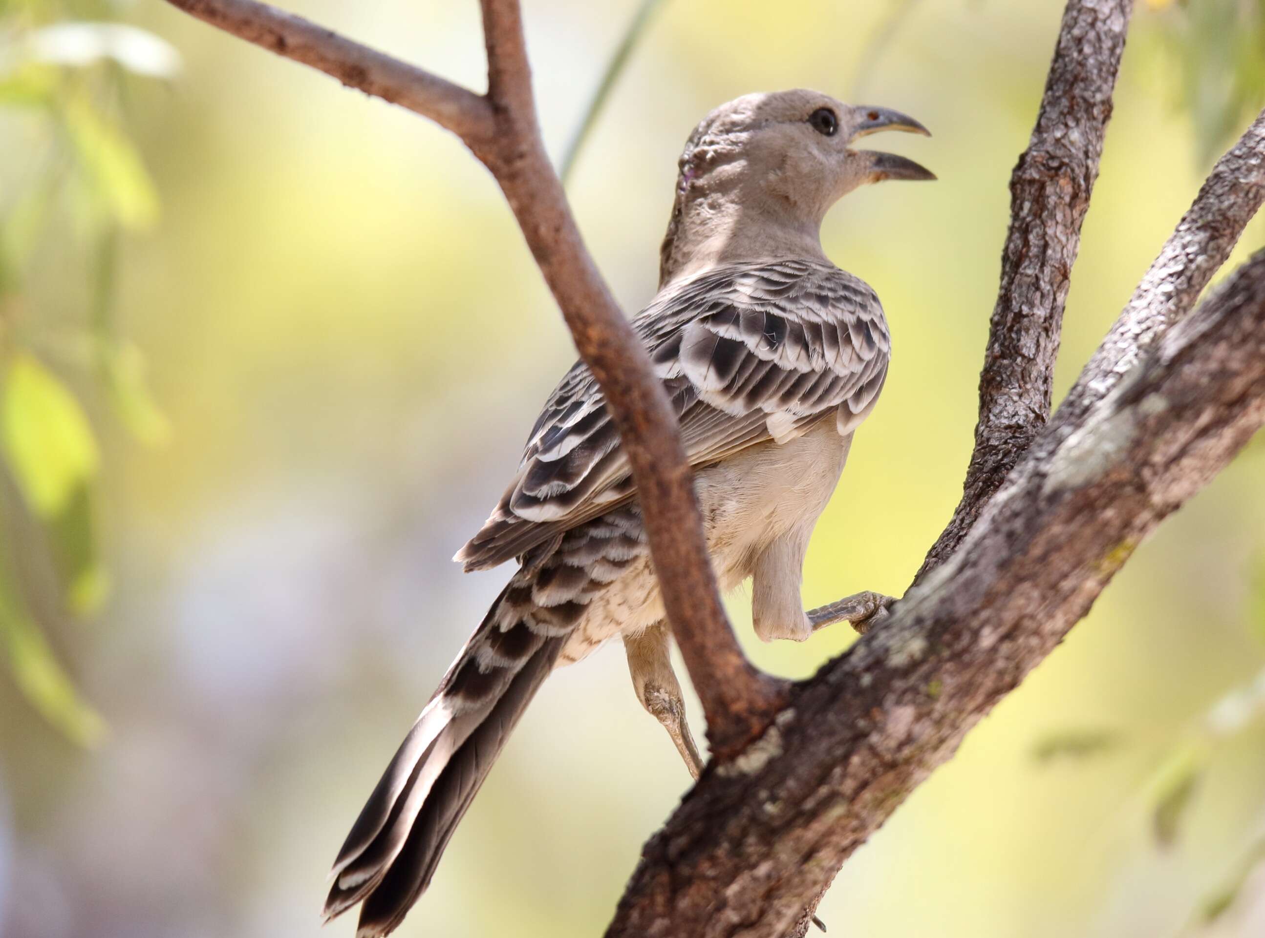 Image of Great Bowerbird