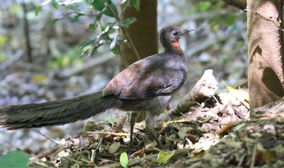 Image of lyrebirds