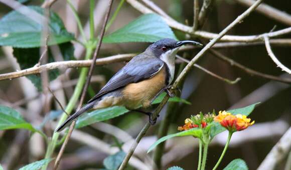 Image of Spinebill