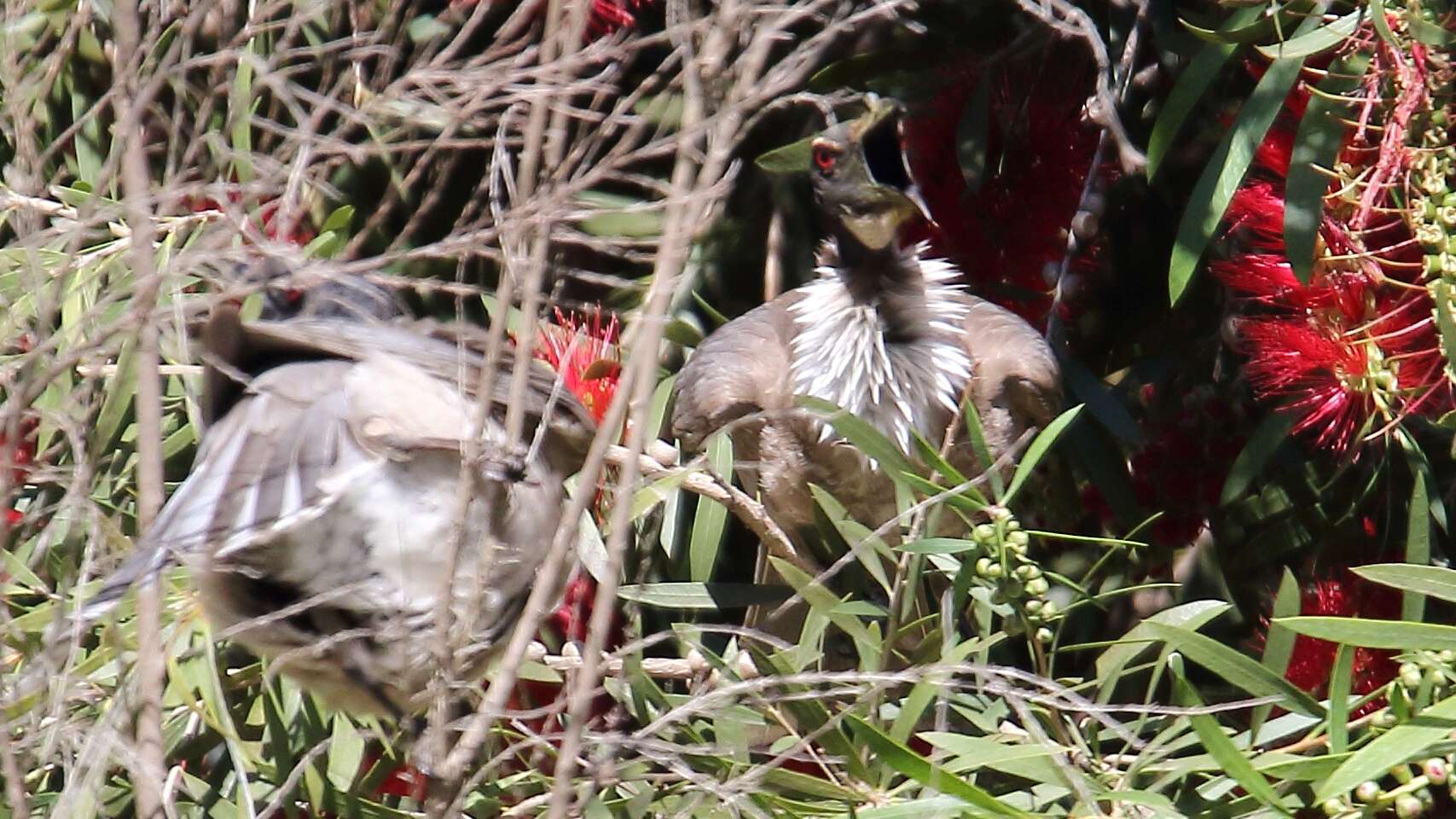 Image of Noisy Friarbird