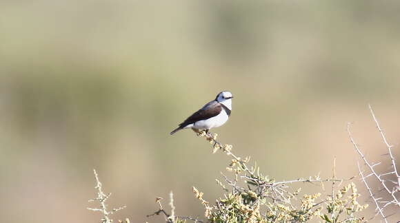 Image of White-fronted Chat